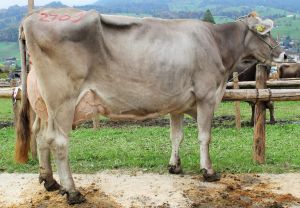 151009ViehschauSarnen 223